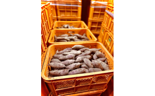 【定期便3ヶ月】生芋　10kg　S～2Lサイズ混合　1箱 いも長 | さつまいも いも 生いも 紅はるか 国産 ※着日指定不可 ※離島への配送不可