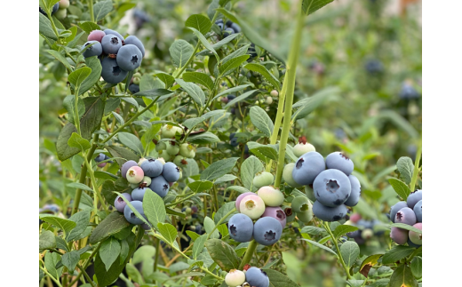 ファーストブラッシュ ブルーベリー 大粒 上品な甘さ 4パック｜生果実 香りが強い 爽やか フルーティー 高級感 パリッと食感 ※離島への配送不可