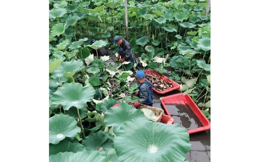 野口れんこん 茨城県産 極上無漂白蓮根2kg | 茨城県 蓮根 れんこん レンコン ハス 根菜 シャキシャキ 甘い 産地直送 産直　※離島への配送不可　※2024年7月中旬頃より順次発送予定
