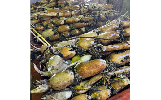 【数量限定】野口れんこん 茨城県産 ハウス蓮根 2kg｜希少 ハウスれんこん ハウスレンコン シャキシャキ ※2024年6月上旬～6月下旬頃に順次発送予定 ※離島への配送不可