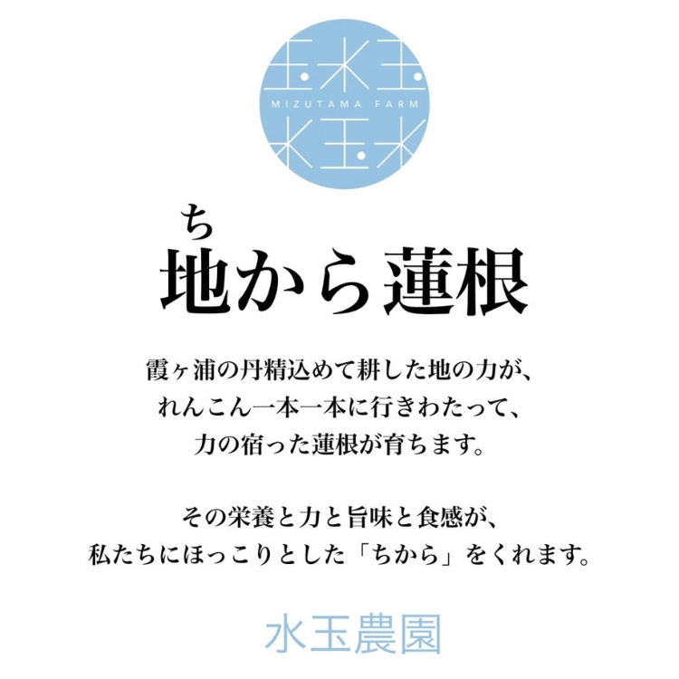 農園採れたて 地からレンコン 2kg ｜ 産地直送 茨城県 土浦市産 れんこん 蓮根 シャキシャキ ※離島への配送不可
