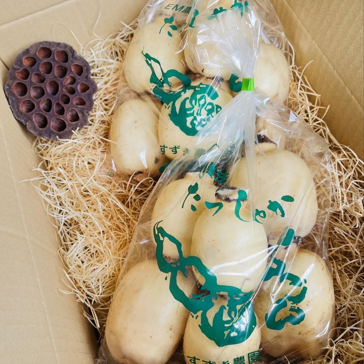 【訳あり】土浦市産 れんこん 2㎏　味で勝負！タップリ大満足！ すずき蓮根農園のご家庭用れんこん「竹 2キロ」 ｜ 産地直送 茨城県 レンコン 蓮根 野菜 シャキシャキ ※離島への配送不可 ※2026年1月上旬頃より順次発送予定