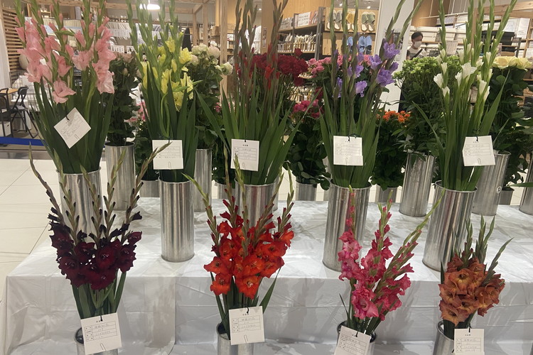 グラジオラスの花束 10本セット ※2026年6月上旬～7月上旬頃に順次発送予定 ※離島への配送不可