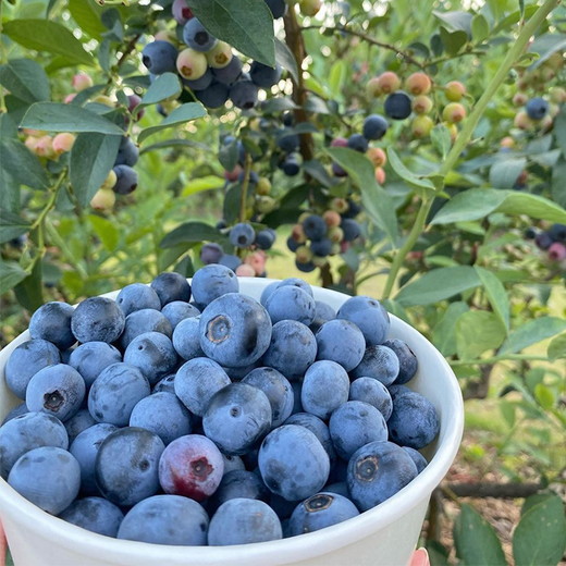 手作りブルーベリーマフィン6個入り ※離島への配送不可