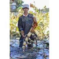 鈴木農園のれんこん親子ギフト 3kg ※離島への配送不可 ※2024年10月上旬～12月中旬頃に順次発送予定