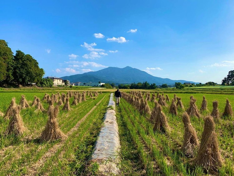 コシヒカリ 精米5kg 亀熊米 令和7年産 【茨城県共通返礼品　桜川市産】 ｜ 茨城県産 白米 米 コメ ※離島への配送不可