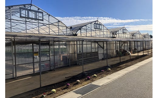 いちご狩り入園券2枚セット(大人1枚、4歳～小学生1枚)◇　※離島への配送不可