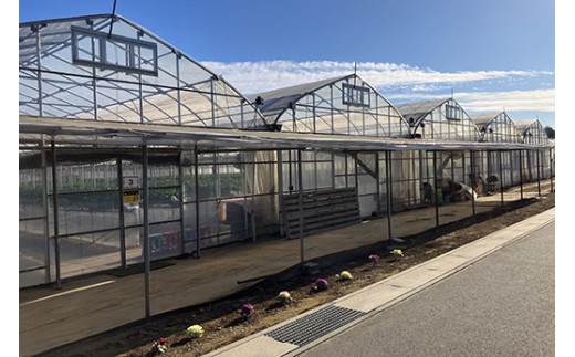 いちご狩り大人入園券2枚セット◇　※離島への配送不可