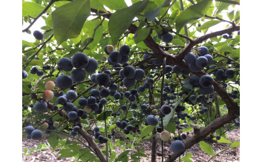 大粒 ブルーベリー食べ比べセット (D) 農薬不使用
※離島への配送不可
※着日指定不可