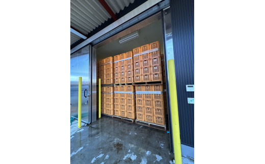 生芋　20kg　S～Lサイズ混合　2箱 いも長 | さつまいも いも 生いも 紅はるか 国産　※離島への配送不可　※2025年12月下旬頃より順次発送予定