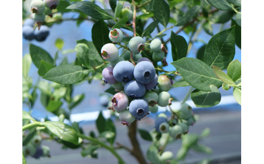 ユーリカ ブルーベリー 大粒 ジャンボサイズ 4パック｜生果実 甘い フルーティー 高級感 パリッと食感 ※離島への配送不可