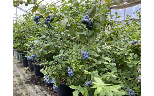 ファーストブラッシュ ブルーベリー 大粒 上品な甘さ 4パック｜生果実 香りが強い 爽やか フルーティー 高級感 パリッと食感 ※離島への配送不可