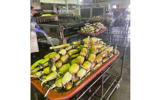 【数量限定】野口れんこん 茨城県産 ハウス蓮根 2kg｜希少 ハウスれんこん ハウスレンコン シャキシャキ ※2024年6月上旬～6月下旬頃に順次発送予定 ※離島への配送不可