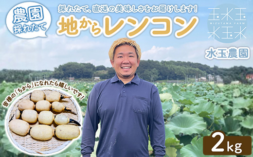 農園採れたて 地からレンコン 2kg ｜ 産地直送 茨城県 土浦市産 れんこん 蓮根 シャキシャキ ※離島への配送不可