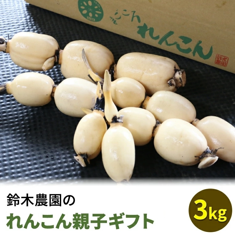 鈴木農園のれんこん親子ギフト 3kg ※離島への配送不可 ※2025年12月下旬～2026年4月上旬頃に順次発送予定