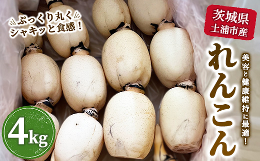茨城県土浦市産れんこん4kg ｜ 美容と健康 色白れんこん 採れたて 産地直送 蓮根 ※北海道・沖縄・離島への配送不可