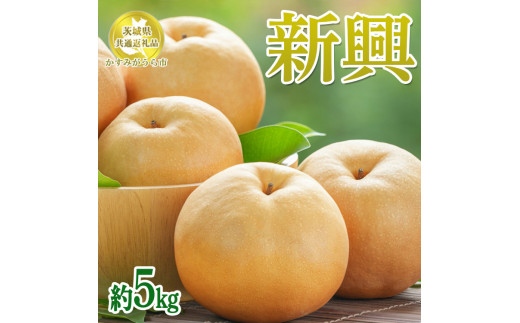 【先行予約限定】 茨城県産【新興梨】約5kg【茨城県共通返礼品　かすみがうら市産】※2025年10月中旬～12月下旬頃に順次発送予定 ※離島への配送不可