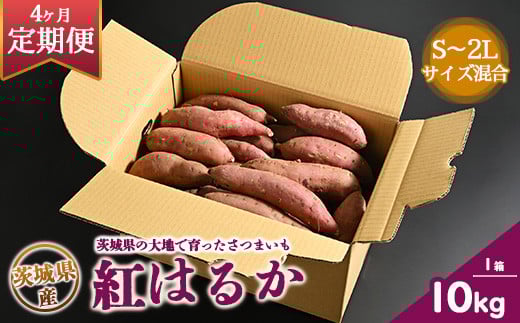 【定期便4ヶ月】生芋　10kg　S～2Lサイズ混合　1箱 いも長 | さつまいも いも 生いも 紅はるか 国産 ※着日指定不可 ※離島への配送不可