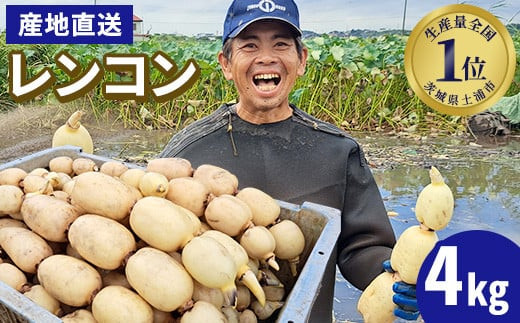 【先行予約】レンコン 4kg【新れんこん】 ◇ ｜ 収穫仕立て 産地直送 れんこん 蓮根 蓮 甘み シャキシャキ 茨城県 土浦市産 ※離島への配送不可 ※2025年9月上旬頃より順次発送予定