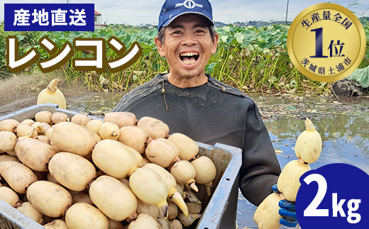 【先行予約】レンコン 2kg【新れんこん】 ◇ ｜ 収穫仕立て 産地直送 れんこん 蓮根 蓮 甘み シャキシャキ 茨城県 土浦市産 ※離島への配送不可 ※2025年9月上旬頃より順次発送予定