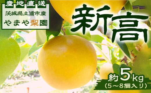 【先行予約】新高約5kg（5～8個入） ※2025年9月中旬～9月下旬頃に順次発送予定【茨城県産】※離島への配送不可