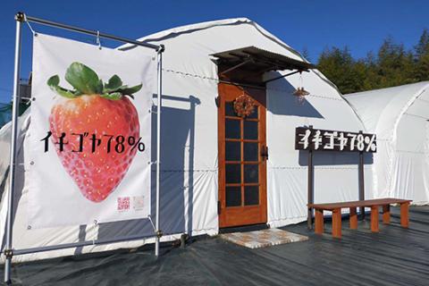 早く見つけて～！！甘い！美味しい！と巷で噂の苺をいっぱい食べてる人程食べてほしい♥ とちおとめ260g×4パック | いちご 苺 イチゴ 約 1キロ フルーツ おいしい トチオトメ 取り寄せ お取り寄せ ギフト 贈答 贈り物 プレゼント 茨城県 古河市 直送 農家直送 産地直送 送料無料 ※北海道・沖縄・離島への配送不可 ※2025年12月下旬頃より順次発送予定 _FE01