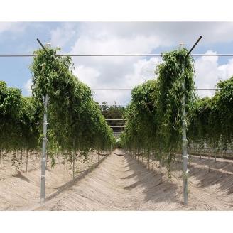 自然薯（2本 約1.2kg） | とろろ 1.2キロ ご飯のお供 野菜 栽培 健康 栄養 山芋 山の芋 国産 産地直送 農家直送 贈答 贈り物 プレゼント 茨城県 古河市 荒井農産 直送 農家直送 産地直送 送料無料 _AC01