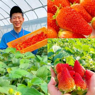 【第10回茨城いちごグランプリ大賞 受賞】【先行予約】紅ほっぺと旬のいちご食べ比べ　600g（300g×2） ※北海道・沖縄・離島への配送不可 ※2024年1月中旬頃より順次発送予定 | いちご 苺 イチゴ 600グラム 2パック 果物 フルーツ 小分け おいしい いばらキッス 紅ほっぺ よつぼし 恋みのり 取り寄せ お取り寄せ ギフト 贈答 贈り物 プレゼント 茨城県 古河市 直送 農家直送 産地直送 送料無料 _BI13