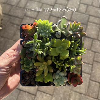 多肉植物 おまかせアソート 32苗セット| 観葉植物 植物 グリーン 多肉 鉢植え ギフト 贈答 贈り物 直送 農家直送 茨城県 古河市 送料無料 _FC04