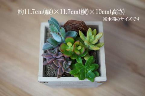 多肉植物 木箱の寄せ植え【S】 ※北海道・沖縄・離島への配送不可 | 観葉植物 植物 グリーン 多肉 寄せ植え 室内 鉢植え ギフト 贈答 贈り物 プレゼント お祝い 直送 農家直送 茨城県 古河市 送料無料 _FC07