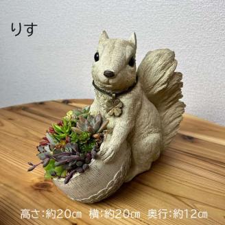 多肉植物の寄せ植え（りす）| 観葉植物 植物 グリーン 多肉 寄せ植え 室内 鉢植え ギフト 贈答 贈り物 プレゼント お祝い 直送 農家直送 茨城県 古河市 送料無料 _FC09