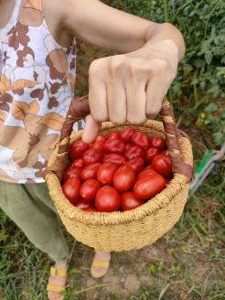 オーガニック高糖度ミニトマト「ロッソナポリタン」【農薬・肥料不使用】＜茨城県共通返礼品・つくばみらい市＞ ※2023年6月上旬～8月下旬頃に順次発送予定 | トマト とまと 薩摩芋 茨城県 _DM03