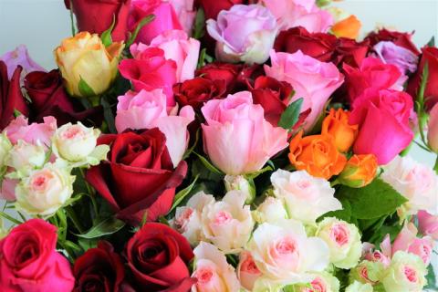 訳あり 生産農家直送！ご家庭用バラ花束35本セット 簡易包装 ※沖縄・離島への配送不可 | 35本 植物 花 華 お花 フラワー 生花 切り花 花持ち ばら バラ 薔薇 ローズ 花束 ブーケ 包装 ご家庭用 ギフト 高評価 感動 癒し 女性 男性 紳士 贈答 贈り物 プレゼント 茨城県 古河市 名産 特産 直送 農家直送 産地直送 苅部バラ園 送料無料 _AL02