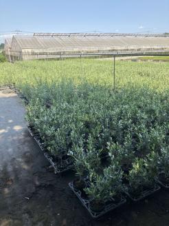 オリーブ チプレッシーノ6号 ※離島への配送不可 | 観葉植物 植物 グリーン オリーブの木 チプレッシーノ 室内 苗 鉢植え シンボルツリー ギフト 贈答 贈り物 プレゼント お中元 お歳暮 直送 農家直送 茨城県 古河市 送料無料 _BZ10