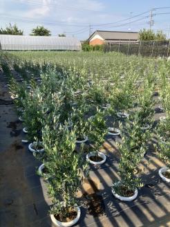 オリーブ コロネイキ8号 ※離島への配送不可 | 観葉植物 植物 グリーン オリーブの木 コロネイキ 室内 苗 鉢植え シンボルツリー ギフト 贈答 贈り物 プレゼント お中元 お歳暮 直送 農家直送 茨城県 古河市 送料無料 _BZ16