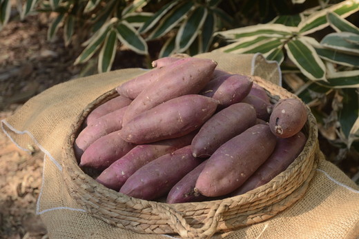 【2025年12月より順次発送】【サイズミックス】茨城県産紅はるか仁連宿さつまいも5kg ｜ さつまいも 薩摩芋 いも 芋 野菜 健康 ヘルシー おやつ スイーツ 食物繊維 生芋 生いも 国産 ギフト 贈答 贈り物 プレゼント 農家直送 産地直送 茨城県 古河市 _FP01