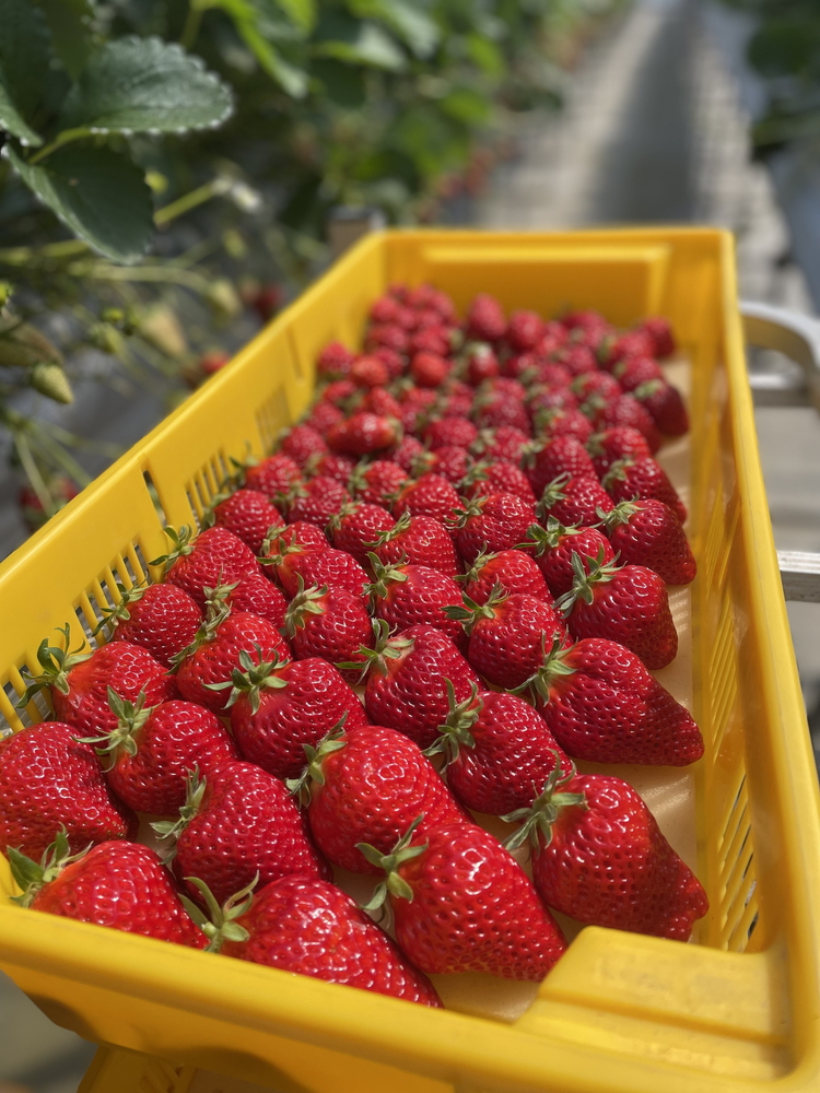 完熟うまいちごデラックス 9粒入 約380g｜いちご イチゴ 苺 フルーツ 果物 国産 茨城県産 完熟 甘い おいしい ギフト 贈答 贈り物 プレゼント お祝い ご褒美 家庭用 記念日 景品 380 380g 380グラム _FR01 ※2026年1月中旬～3月下旬頃に順次発送予定