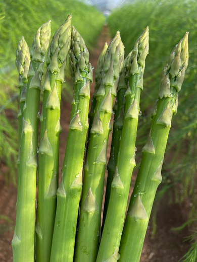 やわらかアスパラガス　100g×8束 ※2025年8月中旬～9月中旬頃に発送予定｜あすぱら アスパラ アスパラガス　800g　おいしい ギフト 贈答 贈り物 プレゼント お祝い ご褒美 家庭用_FR02
