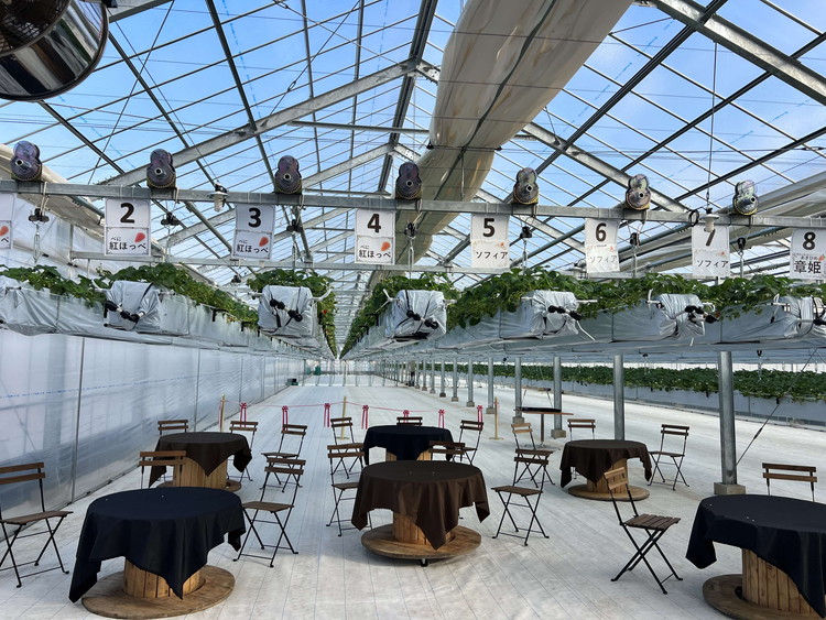 古河市 空中いちご狩り チケット 大人2枚 小学生2枚 ｜ いちご イチゴ 苺 いちご狩り 白いちご 食べ放題 ※2025年4月下旬頃より順次発送予定 _FV03