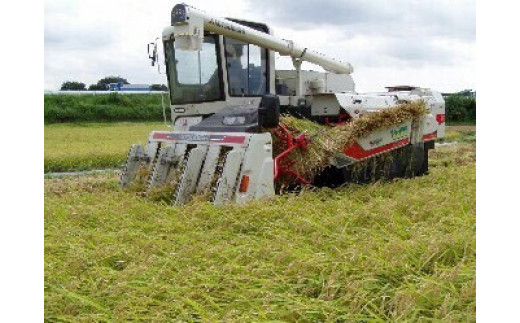 【令和7年産】【新米】古河市産 コシヒカリ10kg【倉持農園】 | 米 こめ コメ こしひかり コシヒカリ 10キロ 古河市産 茨城県産 贈答 贈り物 プレゼント 茨城県 古河市 直送 農家直送 産地直送 送料無料 _AN01 ※2025年11月上旬頃より順次発送予定