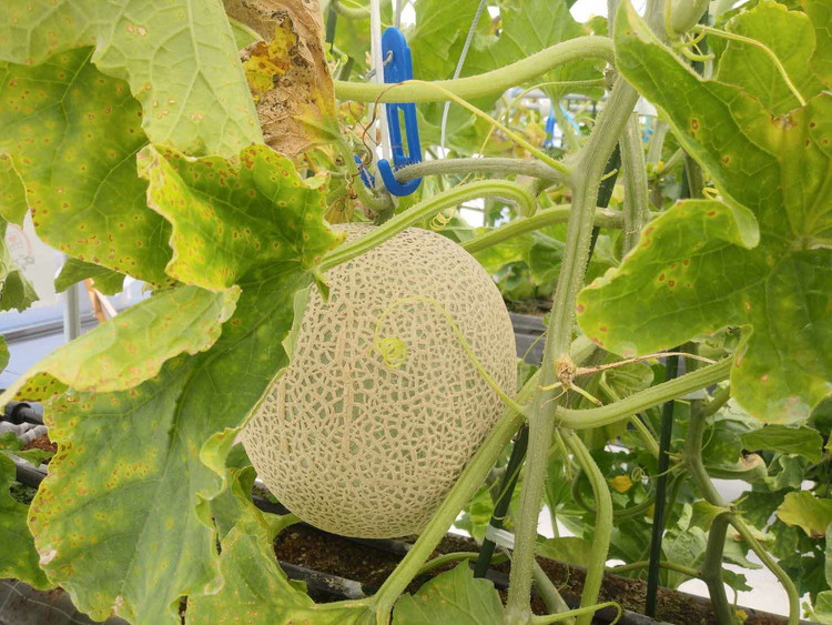 アールス系メロン”雅”(みやび) 2玉 ※2025年7月上旬～7月中旬頃に順次発送予定 ※北海道・沖縄・離島への配送不可 ｜ メロン めろん 雅 果物 くだもの フルーツ 旬 坂東太郎 あまい 甘い 人気 取り寄せ お取り寄せ ギフト 贈答 贈り物 プレゼント 直送 工場直送 茨城県 古河市 送料無料_CB16