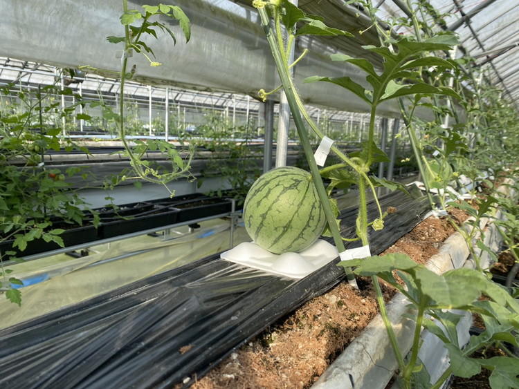 小玉すいかピノガール 1玉 ※2024年7月中旬～8月上旬頃に順次発送予定 ※北海道・沖縄・離島への配送不可 ｜ スイカ 西瓜 すいか ピノガール 果物 くだもの フルーツ 旬 坂東太郎 あまい 甘い 人気 取り寄せ お取り寄せ ギフト 贈答 贈り物 プレゼント 直送 工場直送 茨城県 古河市 送料無料 _CB17