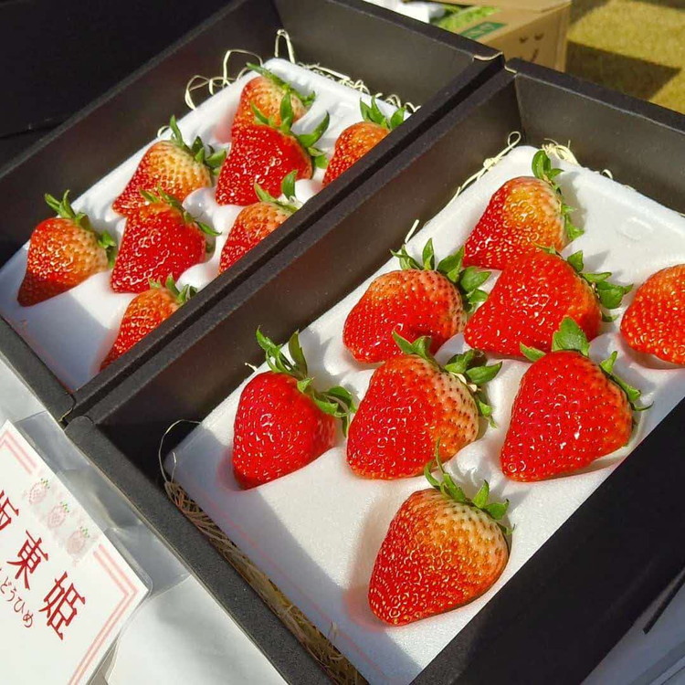 坂東姫 12粒入×1箱 ※2025年12月下旬～2026年2月上旬頃に順次発送予定 ※北海道・沖縄・離島への配送不可 ｜ いちご 苺 イチゴ 坂東姫 果物 くだもの フルーツ 旬 坂東太郎 あまい 甘い 人気 取り寄せ お取り寄せ ギフト 贈答 贈り物 プレゼント 直送 工場直送 茨城県 古河市 送料無料 _CB18