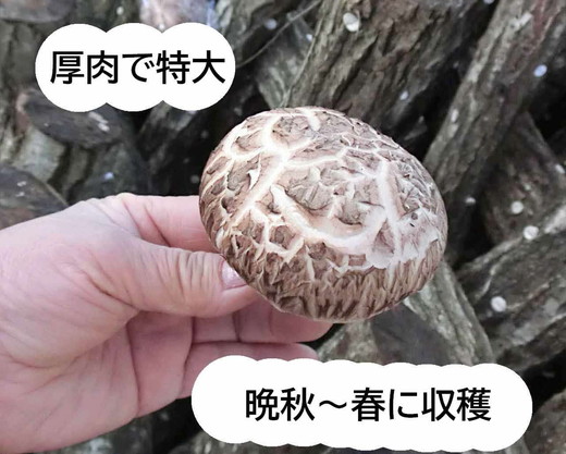 原木しいたけ栽培セット もっと美味しく、肉厚に BCEXL1 ※離島への配送不可 | きのこ 椎茸 しいたけ シイタケ 原木 栽培 キット 食物繊維 栄養 健康 食育 産地直送 茨城県 古河市 _DR06