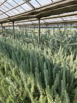 アカシア　ブルーブッシュ8号 ※離島への配送不可 | 観葉植物 植物 グリーン アカシアの木 ブルーブッシュ 室内 苗 鉢植え シンボルツリー ギフト 贈答 贈り物 プレゼント お中元 お歳暮 直送 農家直送 茨城県 古河市 送料無料 _BZ19