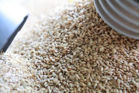 【令和7年産】にじのきらめき 精米20kg（5kg×4）【荒川アグリ】 | 米 こめ コメ 20キロ 精米 虹のきらめき にじきら 古河市産 茨城県産 贈答 贈り物 プレゼント 茨城県 古河市 直送 農家直送 産地直送 送料無料 ※2025年10月上旬頃より順次発送予定 _DH03