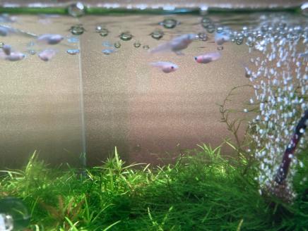 人気！みゆきめだかと産卵床・水草の飼育セット(メダカ15匹) ※北海道・沖縄・離島への配送不可 ※2023年10月上旬頃より順次発送予定 | めだか メダカ 生育 飼育 ペット 水草 産卵床 自由研究 茨城県 古河市 _DB01