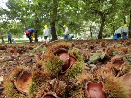 【数量・期間限定】低温熟成 追熟栗 2Kg | 古河市産和栗 茨城産 茶園 産地直送 丸太園 ※離島への配送不可 ※2025年10月中旬頃より順次発送予定 _BF15