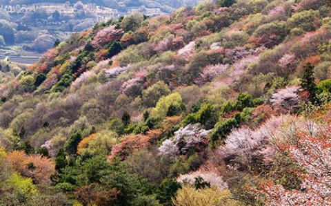 【数量限定】山桜はちみつと春の田舎はちみつの3種ギフトセット[B3山桜] 【茨城県共通返礼品／五霞町】 | はちみつ ハチミツ 蜂蜜 生はちみつ 生ハチミツ 非加熱 茨城県産 国産 純粋 食べくらべ 食べ比べ セット 詰め合わせ おすすめ ミツバチ 蜜蜂 みつばち 茨城県産 贈答 贈り物 プレゼント 茨城県 古河市 送料無料 _EY02