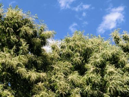 【数量・期間限定】低温熟成 追熟がんね栗 1.8Kg | 古河市産和栗 栗 和栗 くり 国産 茨城県産 クリ ※離島への配送不可 ※2025年10月中旬頃より順次発送予定 _BF16